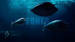Thumbnail: Sleep Tones & Ocean Sounds • Calming Underwater Atmosphere