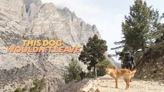 Thumbnail: This Dog Followed Me Into Nepal’s Forbidden Himalayas Nar Phu
