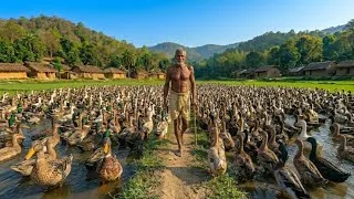 Thumbnail: More Ducks Than People in This Village
