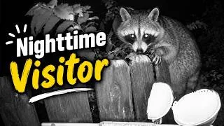 Thumbnail: Nighttime Visitor
