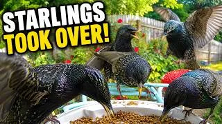 Thumbnail: Starlings Stormed the Feeder