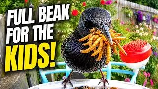 Thumbnail: Full beak for the kids!