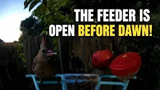 Thumbnail: The Feeder Opens Before Dawn