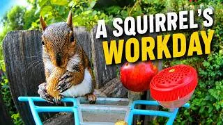 Thumbnail: A Squirrel's Busy Workday