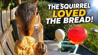 Thumbnail: The Squirrel Approved the Bread