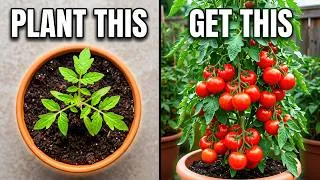 Thumbnail: How to Grow Tomatoes in Containers And Get a Huge Harvest