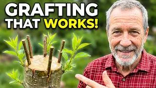 Thumbnail: How To Graft PEARS, KIWIS, GRAPES and FIGS The Proper Way!