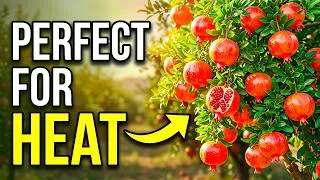 Thumbnail: 8 Fruit Trees that Thrive in Summer Heat (Must Plant Now!)