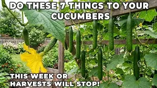 Thumbnail: Do These 7 Things to Your Cucumbers THIS Week or Harvests Will Stop! 🥒