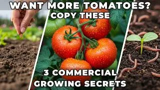 Thumbnail: Want More Tomatoes? Copy These 3 Commercial Growing Secrets