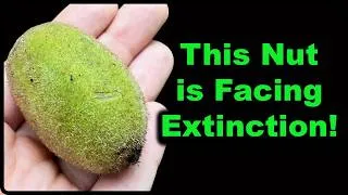 Thumbnail: Butternut: The Endangered Tree You've Never Heard Of!