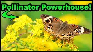 Thumbnail: Goldenrod Geek-out! What YOU Need to Know About this Ecological Powerhouse!