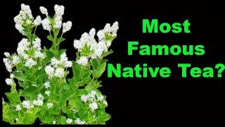 Thumbnail: New Jersey Tea: A Well Behaved Native Shrub Pollinators Love!