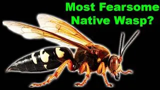 Thumbnail: Cicada Killers: Not as Menacing as They Appear!