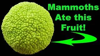 Thumbnail: Osage Orange: The Rot Proof Tree That Defied Extinction!