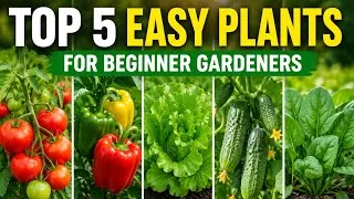 Thumbnail: 5 Easy Plants You Can Grow in Your Backyard | Beginner's Gardening Guide