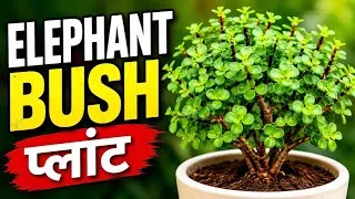 Thumbnail: Elephant Bush Plant की पूरी जानकारी | Easy Succulent Plant Care | Dwarf Jade Plant