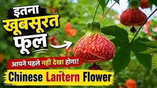 Thumbnail: एक ऐसा फूल जो लालटेन जैसा दिखता है!  Chinese Lantern Flower की पूरी देखभाल | सालभर फूल पाने का तरीका