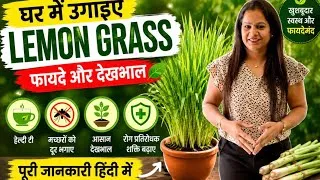 Thumbnail: सिर्फ एक पौधा और इतने फायदे! Lemongrass || घर में Lemon Grass कैसे उगाएँ? पूरी जानकारी