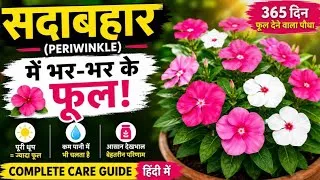 Thumbnail: सदाबहार में ढेर सारे फूल कैसे लाएं? | Periwinkle Care Tips