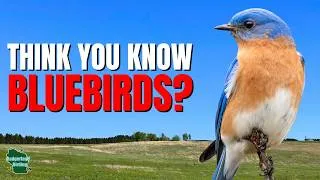 Thumbnail: 5 Things You Didn't Know About Bluebirds!