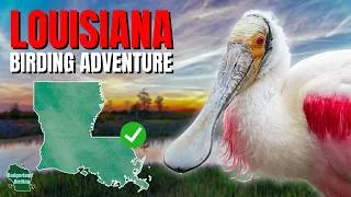 Thumbnail: A Full Week of Birding and Exploring Louisiana