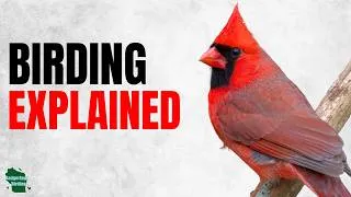 Thumbnail: What Is Birding? The Hobby Explained