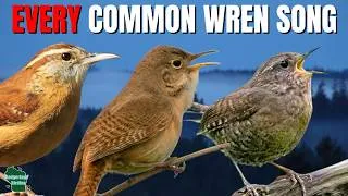 Thumbnail: Learn 10 Common Wren Songs!