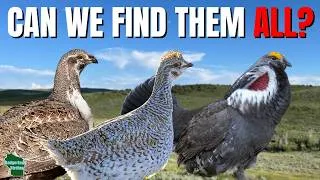 Thumbnail: Tracking Down 3 of Colorado's Most Iconic Grouse!