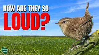 Thumbnail: 5 Things You Didn't Know About Wrens!