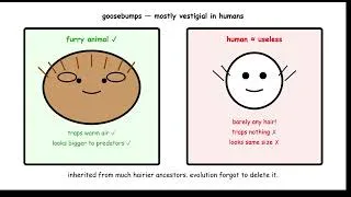 Thumbnail: Weird Biology of Human Skin