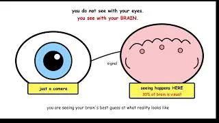 Thumbnail: 👁 Weird Biology of Human Eyes