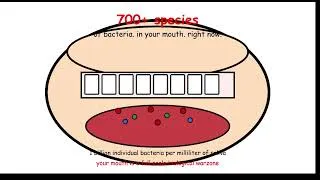 Thumbnail: 🦷 Weird Biology of Human Teeth