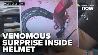 Thumbnail: Venomous snake found hiding in Arkansas high school football player’s helmet
