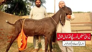 Thumbnail: Biggest Beetal Goats Of Umar Bhai - Giant Old Bloodline Goats Gujranwala 2026