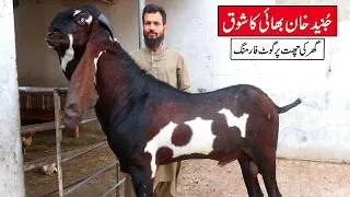 Thumbnail: Yuman Giant Breeder & Milking Beetal Goats Of Junaid Khan Lahore 2026