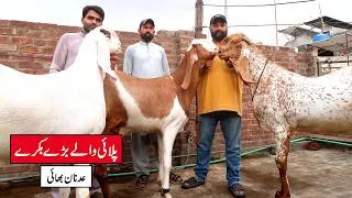 Thumbnail: Big Heavy Weight Goats - Palai Walay Bakray Lahore 2026
