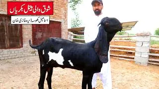 Thumbnail: Exceptional Beetal Goats Of Ismail Khosa Dera Ghazi Khan 2026