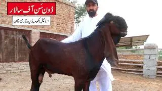 Thumbnail: Don Son Of Legendary Salar & Basanti Ismail Khosa Dera Ghazi Khan 2026