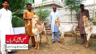 Thumbnail: Makhi Cheeni Goats Paswal Goat Farm Ali Chak Lala Musa 2026