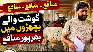 Thumbnail: Bachra Farming Business Idea In Pakistan 💥|Bachra Farming |Cattle Farming in Pakistan 🇵🇰