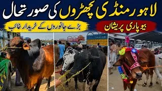 Thumbnail: Latest Lahore Shahpur Kanjra Cow Mandi Updates ❤️‍🔥| Qurbani 2026 💥| Bakra Mandi Pakistan