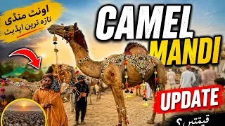 Thumbnail: Latest Lahore Shahpur Kanjra Cow Mandi Updates ❤️‍🔥| Qurbani 2026 💥| Bakra Mandi Pakistan