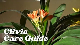 Thumbnail: How To Care For Clivias Grown In Pots : Balconia Garden Ep 17