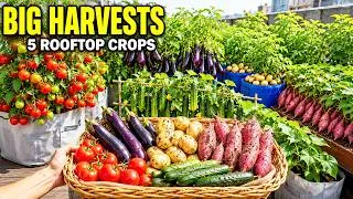 Thumbnail: 5 Rooftop Crops That Give HUGE Harvests With Almost No Work