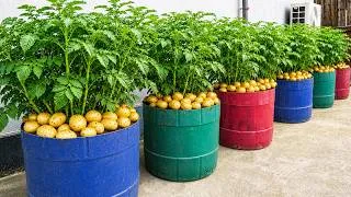 Thumbnail: I Grow Giant Potatoes in Recycled Plastic Jugs — Huge Harvest, No Garden Needed!