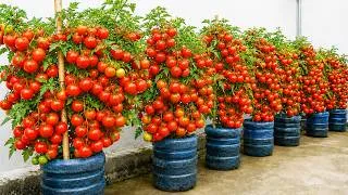 Thumbnail: My Rooftop Tomato Secret for Huge Harvests in Plastic Containers