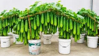 Thumbnail: No Garden Needed! Grow Tons of Cucumbers in Plastic Tubs