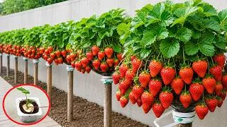 Thumbnail: Grow Big Sweet Strawberries in Plastic Bottles! No Garden Needed