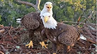 Thumbnail: GABBY & BEAU WASTE NO TIME! 🦅 STICKS, SPANISH MOSS & NEST WORK BEGIN AT NEFL “THE HAMLET” 09.06.2026